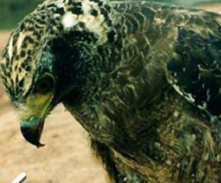 Yılan avlayan kartal neredeyse yem oluyordu 