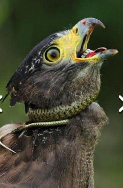 Yılan avlayan kartal neredeyse yem oluyordu 