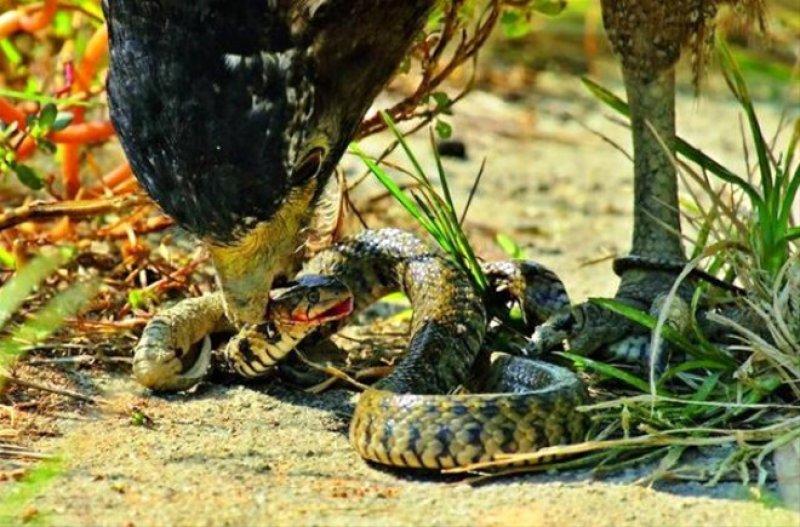 Yılan avlayan kartal neredeyse yem oluyordu 