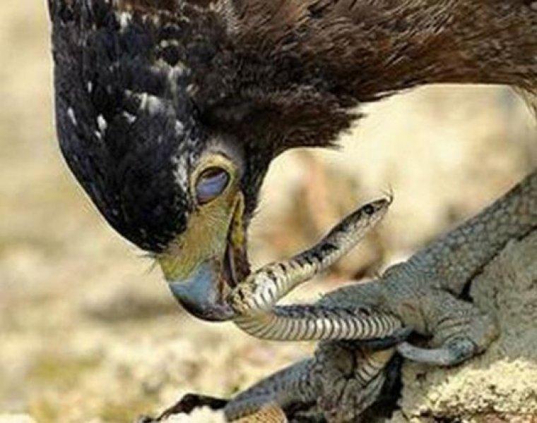 Yılan avlayan kartal neredeyse yem oluyordu 