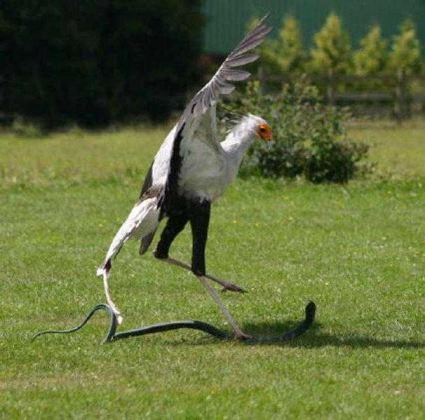 Dünyanın alımlı kanatlısı: Sekreter Kuşu 