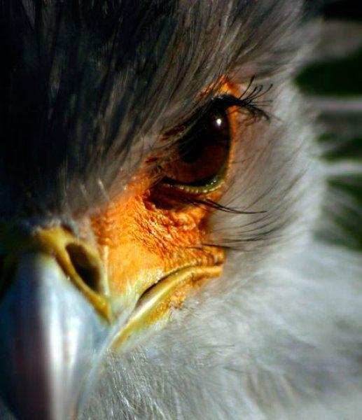 Dünyanın alımlı kanatlısı: Sekreter Kuşu 