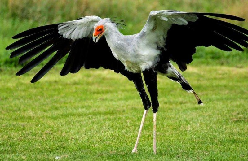 Dünyanın alımlı kanatlısı: Sekreter Kuşu 