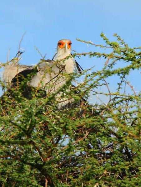 Dünyanın alımlı kanatlısı: Sekreter Kuşu 
