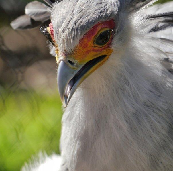 Dünyanın alımlı kanatlısı: Sekreter Kuşu 
