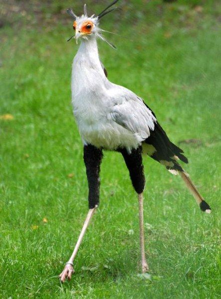 Dünyanın alımlı kanatlısı: Sekreter Kuşu 