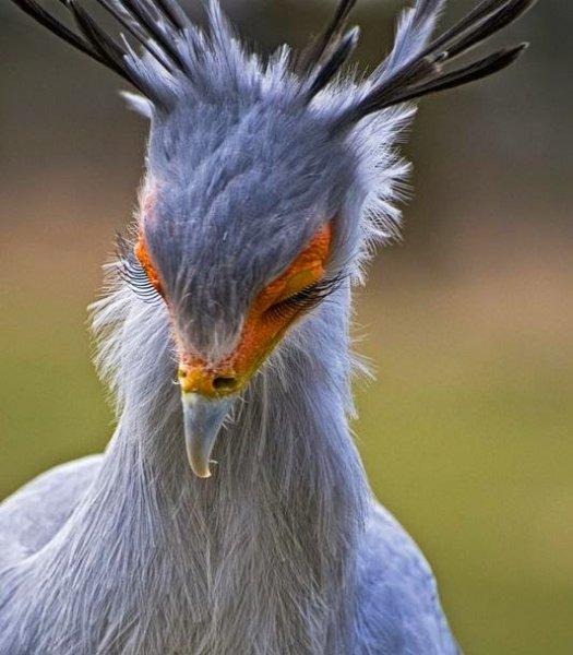 Dünyanın alımlı kanatlısı: Sekreter Kuşu 