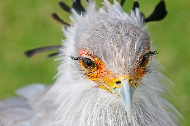 Dünyanın alımlı kanatlısı: Sekreter Kuşu 