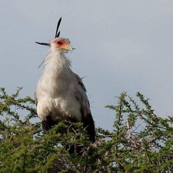 Dünyanın alımlı kanatlısı: Sekreter Kuşu 