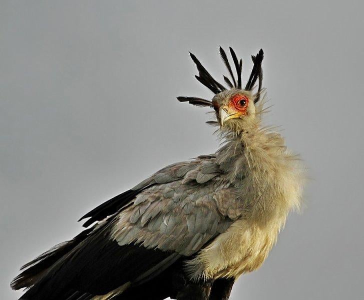 Dünyanın alımlı kanatlısı: Sekreter Kuşu 