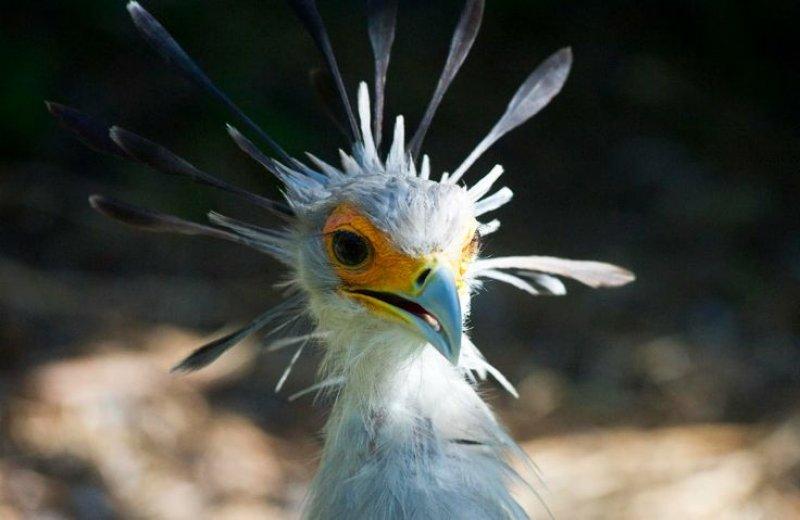 Dünyanın alımlı kanatlısı: Sekreter Kuşu 