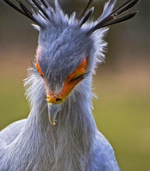 Dünyanın alımlı kanatlısı: Sekreter Kuşu 