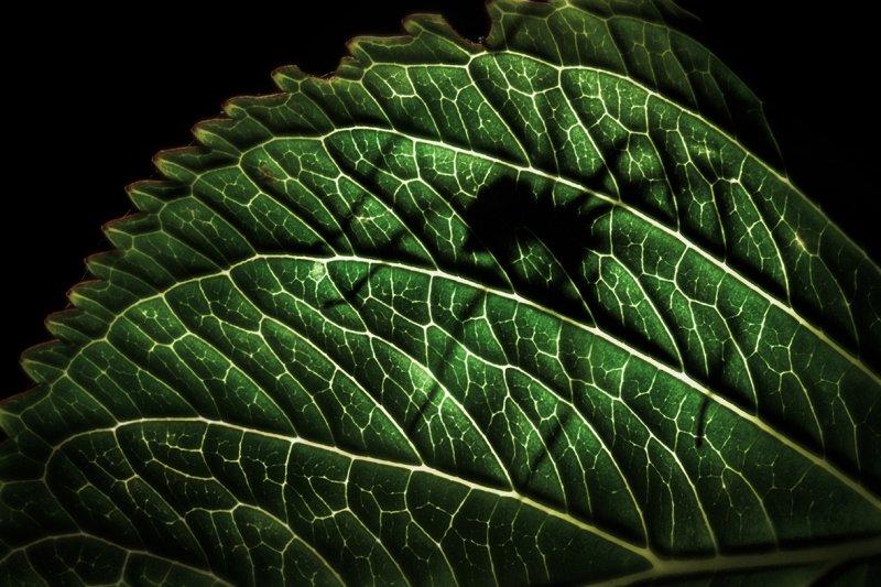 Yılın çevre fotoğrafları