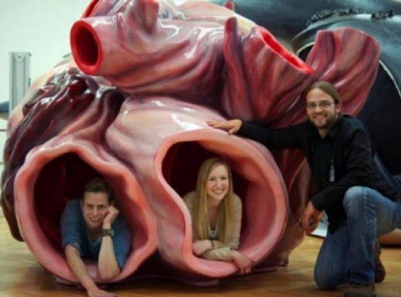 Mavi balinanın dev kalbi