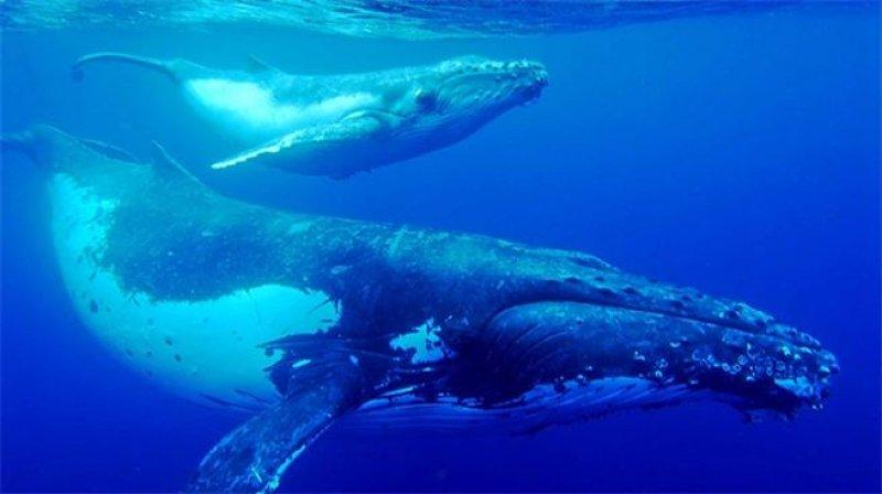 Mavi balinanın dev kalbi