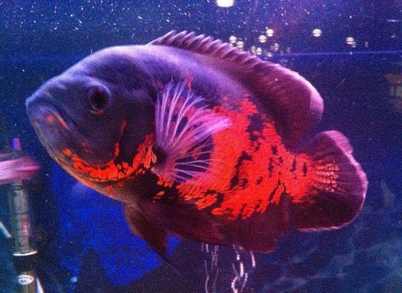 Sahibini tanıyan astronot balığı