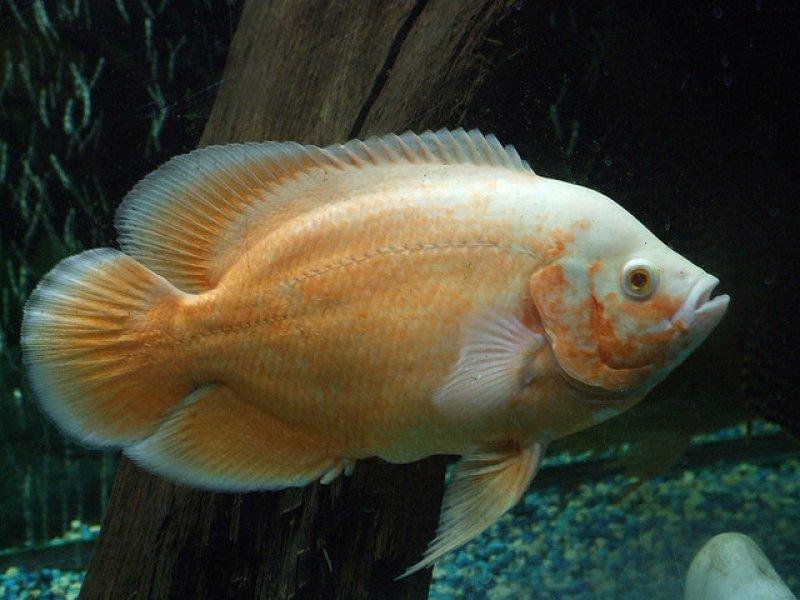 Sahibini tanıyan astronot balığı