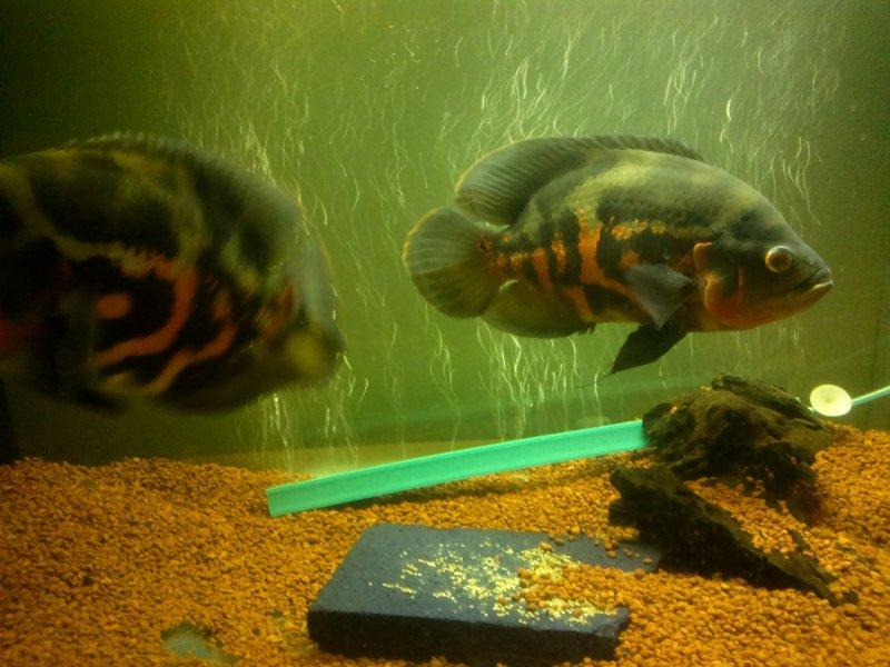 Sahibini tanıyan astronot balığı