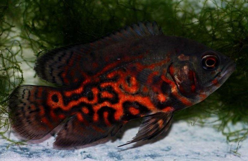 Sahibini tanıyan astronot balığı