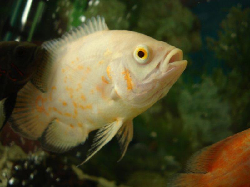 Sahibini tanıyan astronot balığı