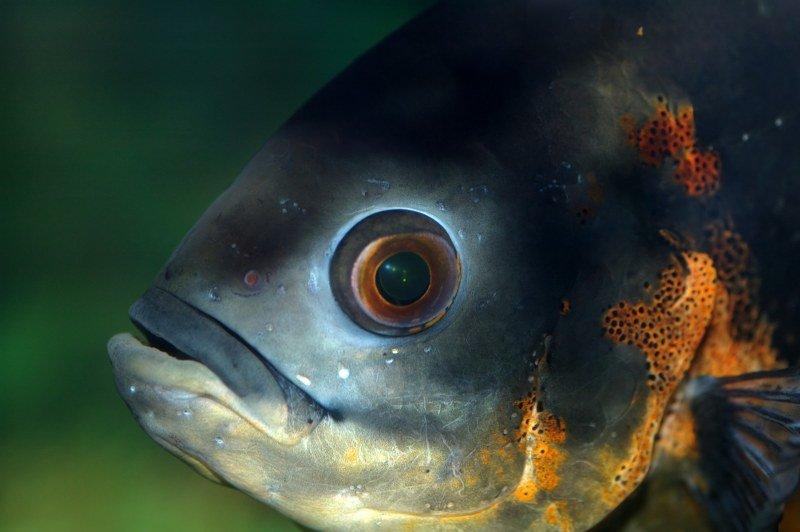 Sahibini tanıyan astronot balığı