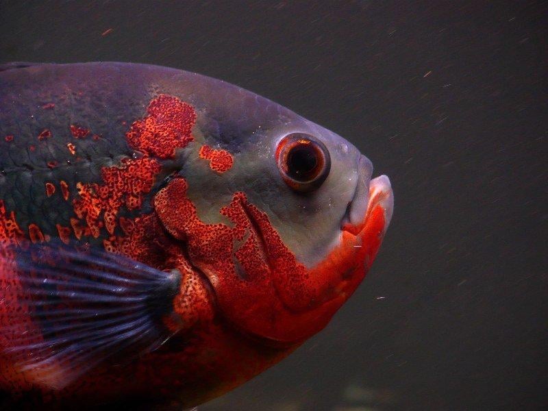 Sahibini tanıyan astronot balığı