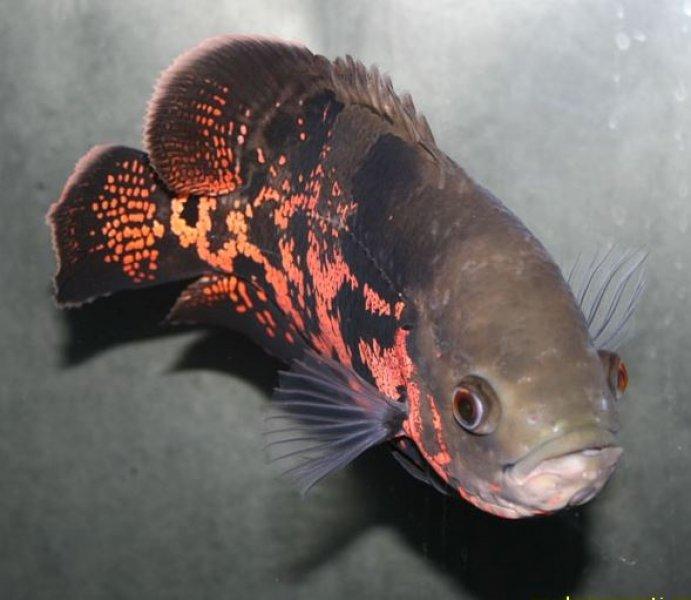 Sahibini tanıyan astronot balığı