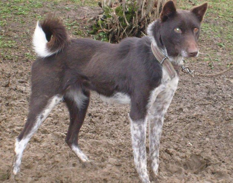 Türkiye'ye ait köpek türleri