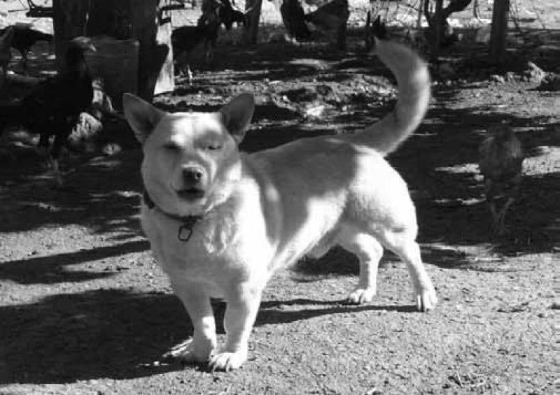 Türkiye'ye ait köpek türleri