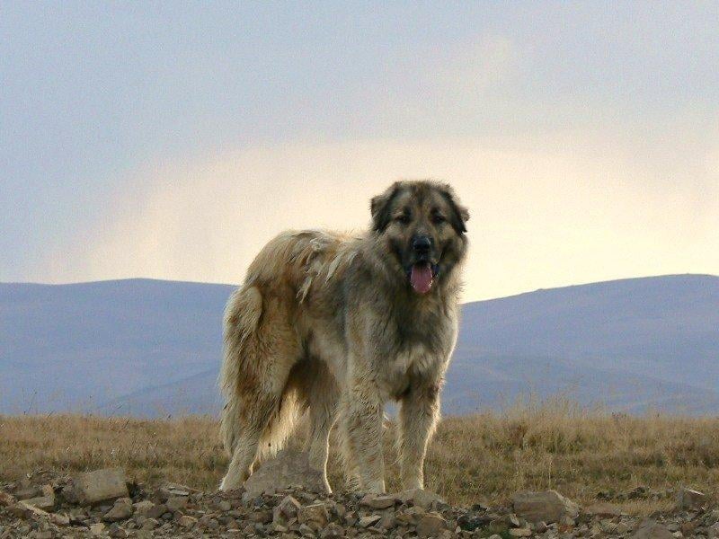 Türkiye'ye ait köpek türleri