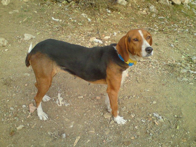 Türkiye'ye ait köpek türleri