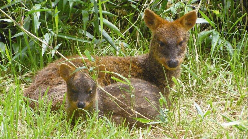 Dünyanın en küçük geyiği