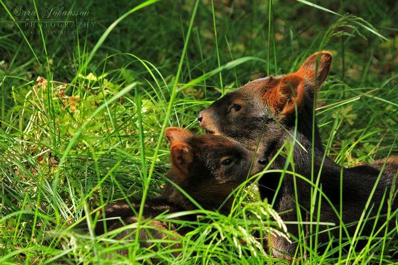 Dünyanın en küçük geyiği