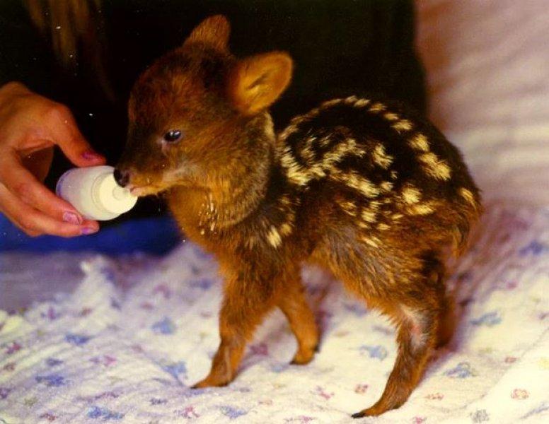 Dünyanın en küçük geyiği