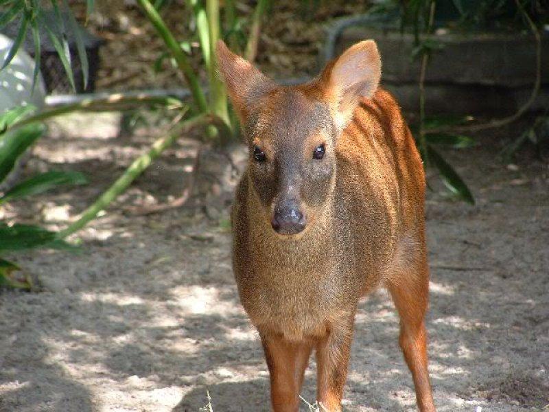 Dünyanın en küçük geyiği