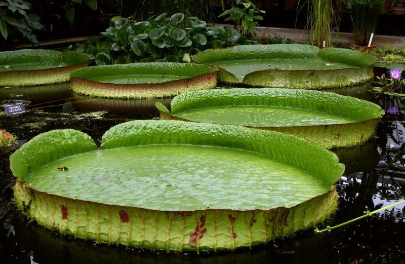 Yağmur Ormanları’nda gizlenmiş Tikal Antik Kenti