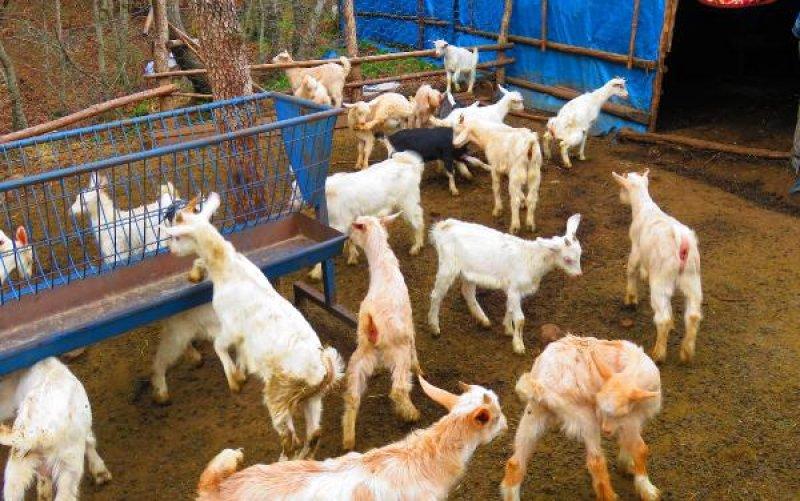 Oğlak sezonu başladı