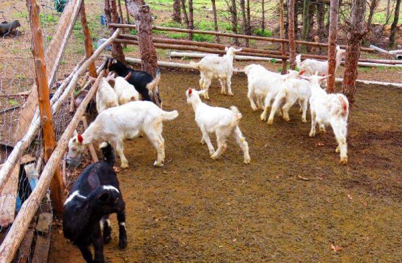 Oğlak sezonu başladı