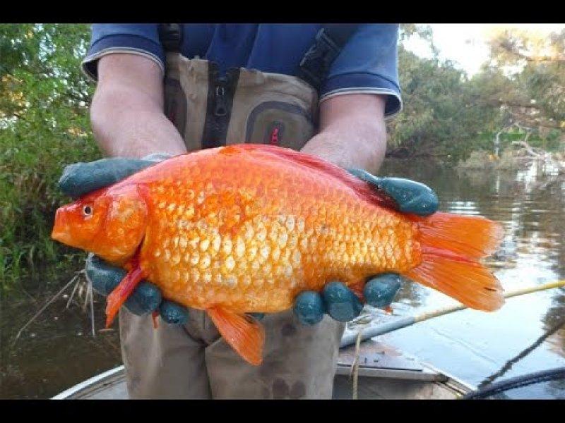 Guinness Rekorlar Kitabı giren dünyanın en büyükleri