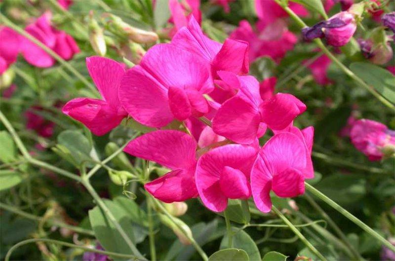 Sadece Türkiye'de yetişen endemik bitki türleri 