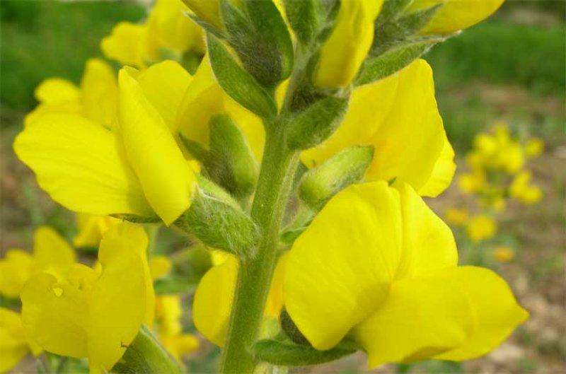 Sadece Türkiye'de yetişen endemik bitki türleri 