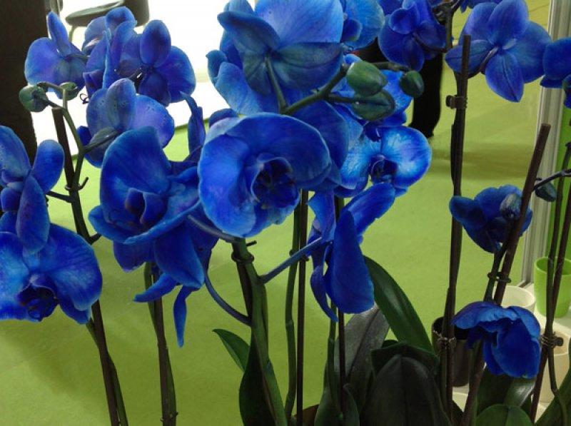 Sadece Türkiye'de yetişen endemik bitki türleri 