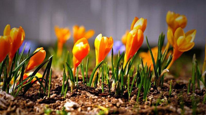 Sadece Türkiye'de yetişen endemik bitki türleri 