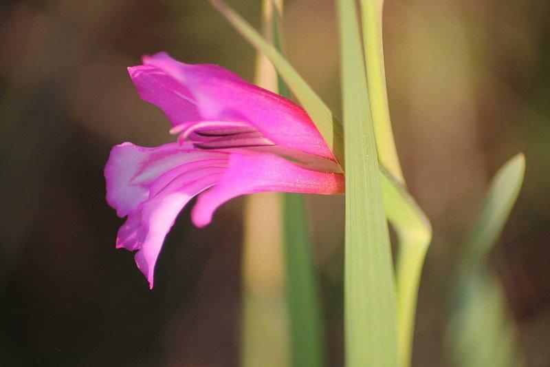Sadece Türkiye'de yetişen endemik bitki türleri 