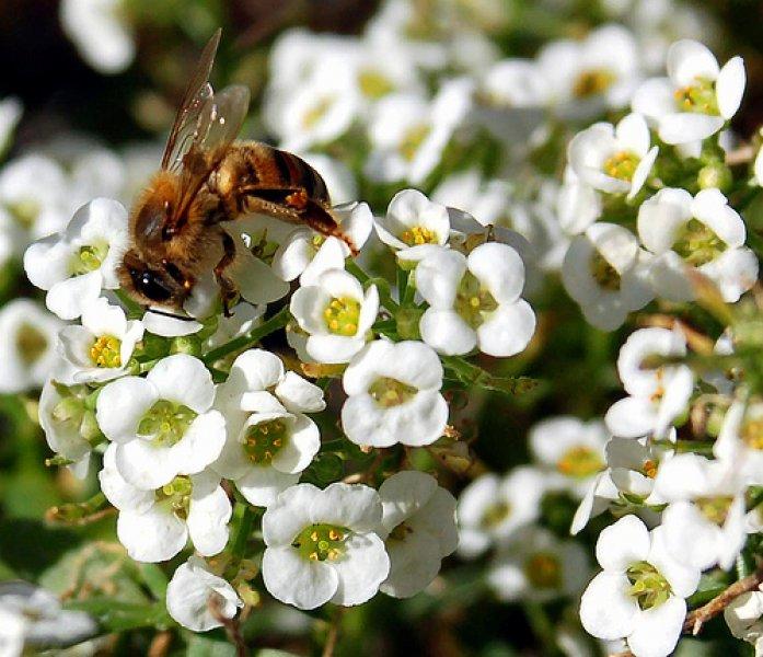 Sadece Türkiye'de yetişen endemik bitki türleri 