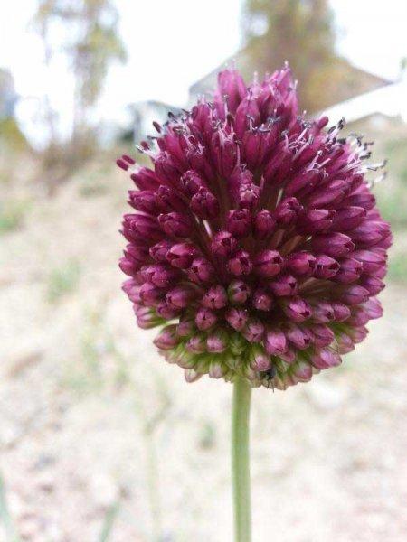 Sadece Türkiye'de yetişen endemik bitki türleri 