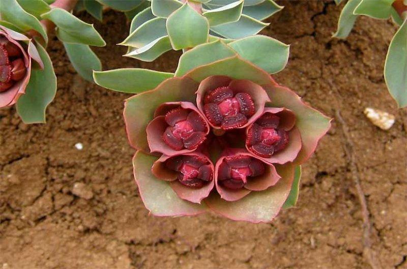 Sadece Türkiye'de yetişen endemik bitki türleri 