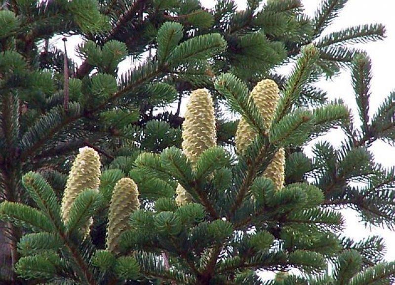 Sadece Türkiye'de yetişen endemik bitki türleri 
