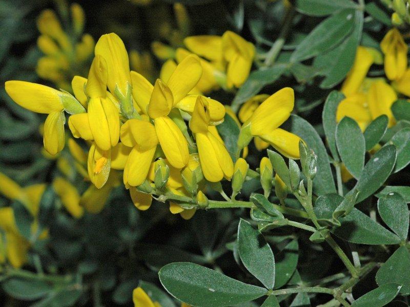 Sadece Türkiye'de yetişen endemik bitki türleri 