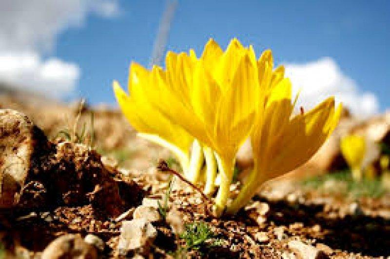 Sadece Türkiye'de yetişen endemik bitki türleri 